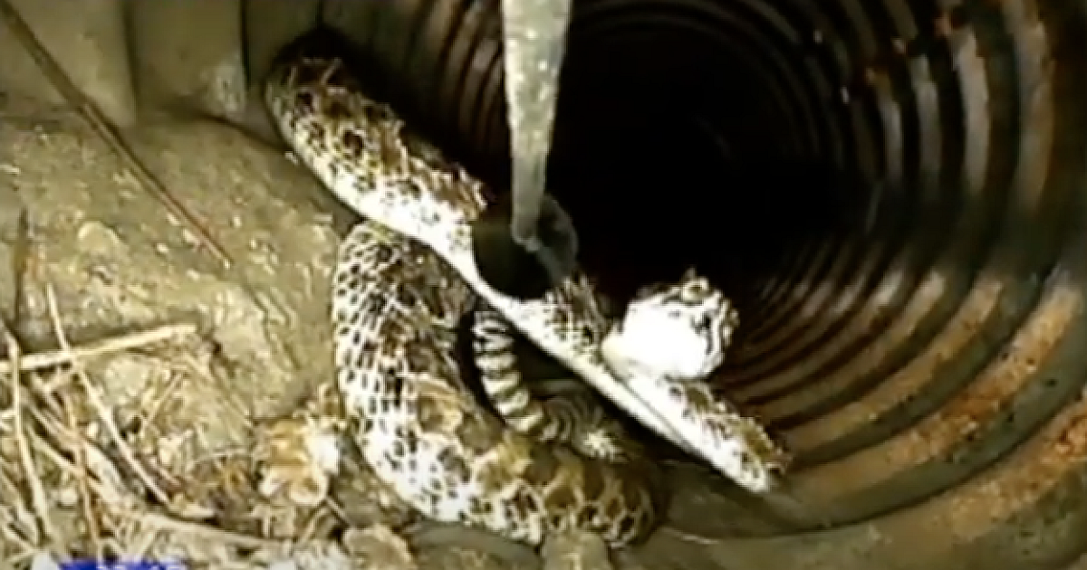 Snake Sighting During Camera Inspection | Plumber