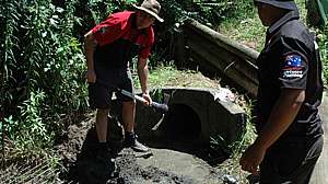 Culvert with roots