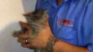 Kitten Rescue Small