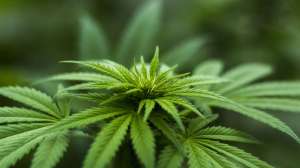 Pot plant