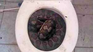 Snakes Toilet Image 2