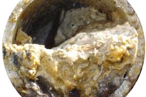Focus: Drain Cleaning – Root and Grease Control