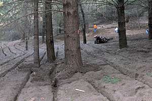 Keeping the Forest and the Trees