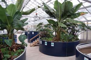 Yes, We Have Bananas!