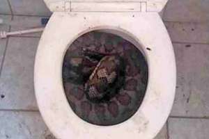 Snakes Toilet Image 2